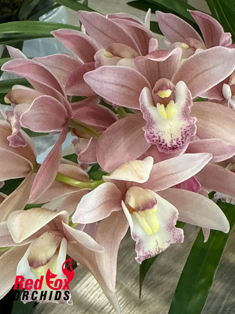 Cymbidium New Century 'Rosie'