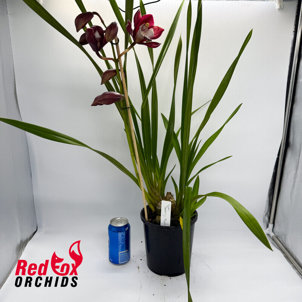 Cymbidium Dazzling Pepper
