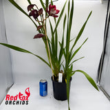 Cymbidium Dazzling Pepper