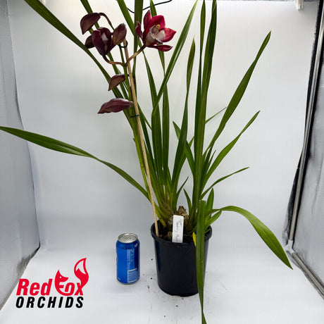 Cymbidium Dazzling Pepper