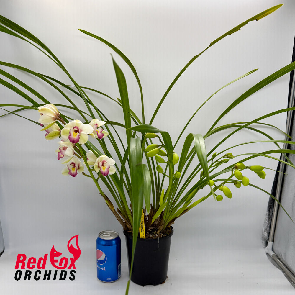 Cymbidium Great Flower x goeringii 'Chuen Huei'