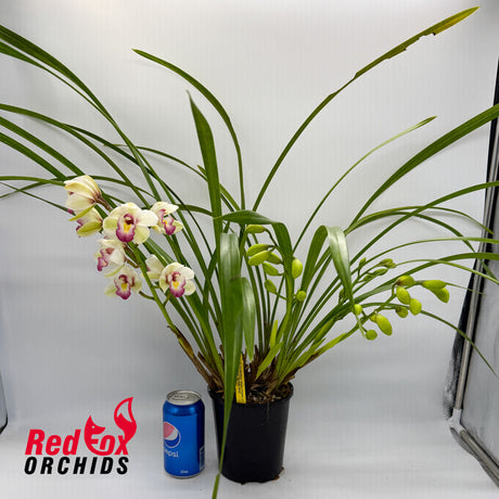 Cymbidium Great Flower x goeringii 'Chuen Huei'