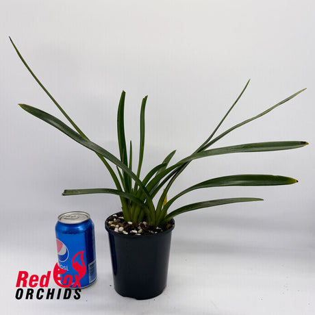 Cymbidium Australian Midnight x finlaysonianum 'White Lip'