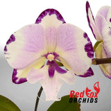 Phalaenopsis Dalmation