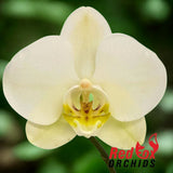 Phalaenopsis Lazy Sunday