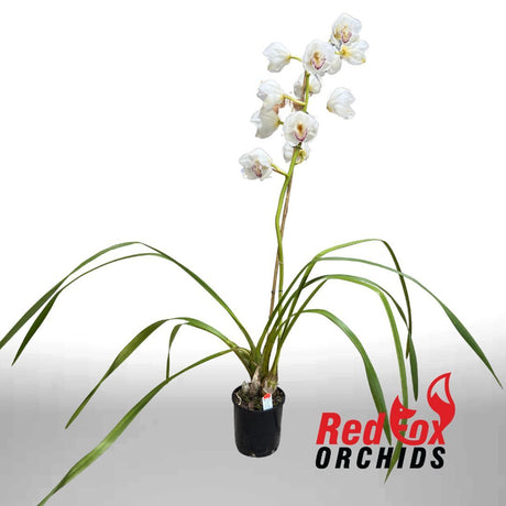 Cymbidium Cronulla Era x (Justis Pearl x Fresh Charisma)