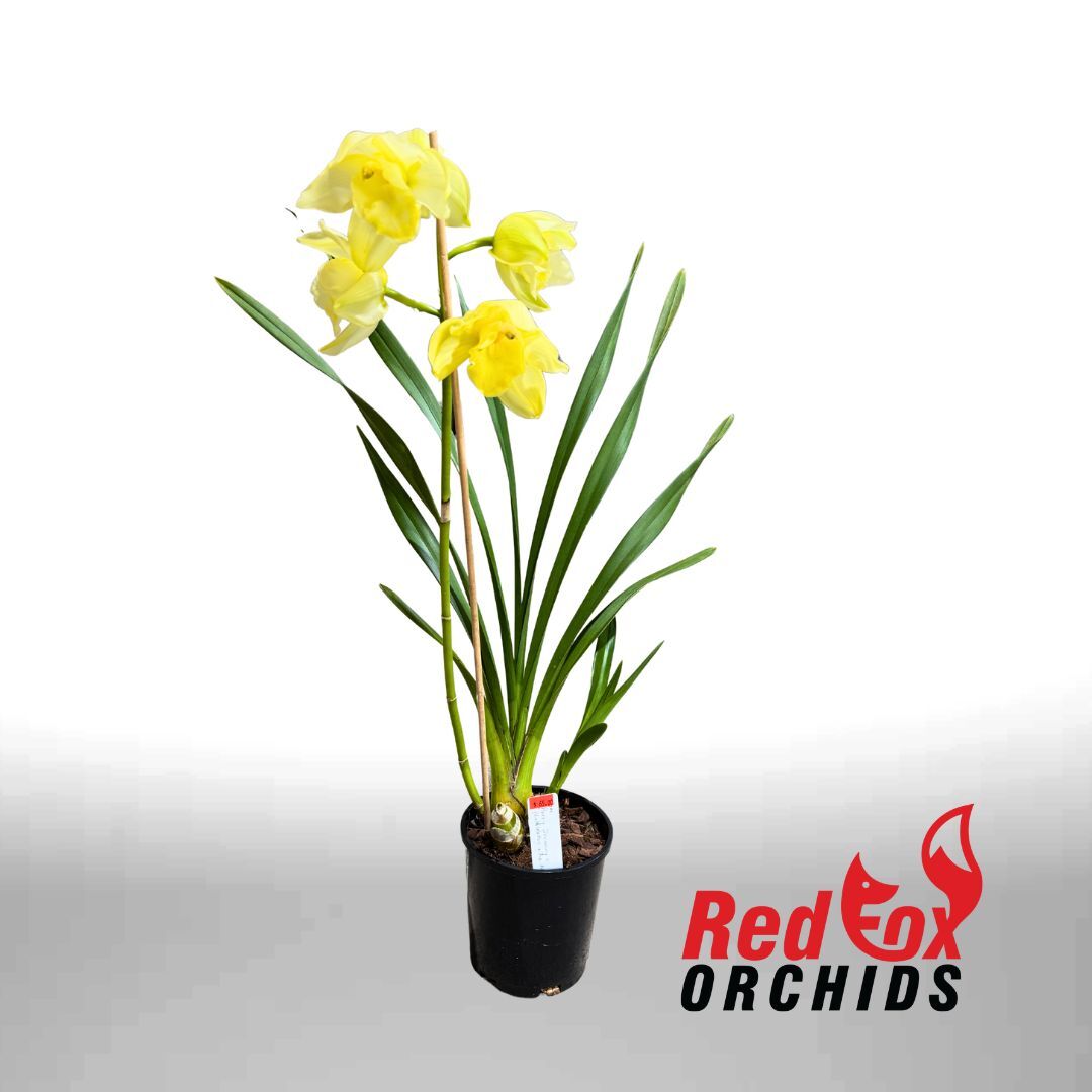 Cymbidium (Purely Dreaming X (Loch Watten x Ice Nymph))