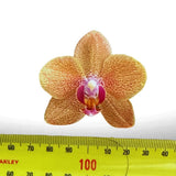 Phalaenopsis Sunset Love