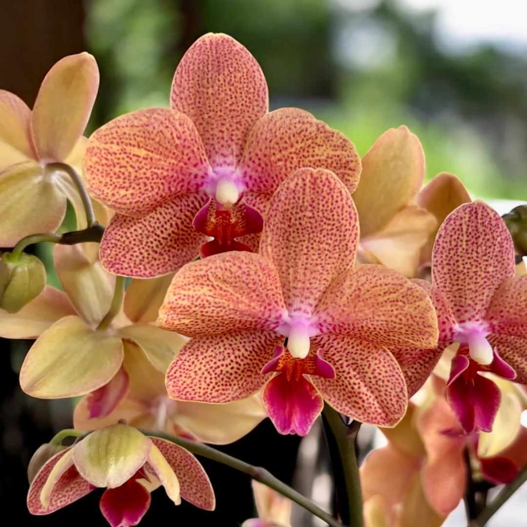 Phalaenopsis Sunset Love – Red Fox Orchids