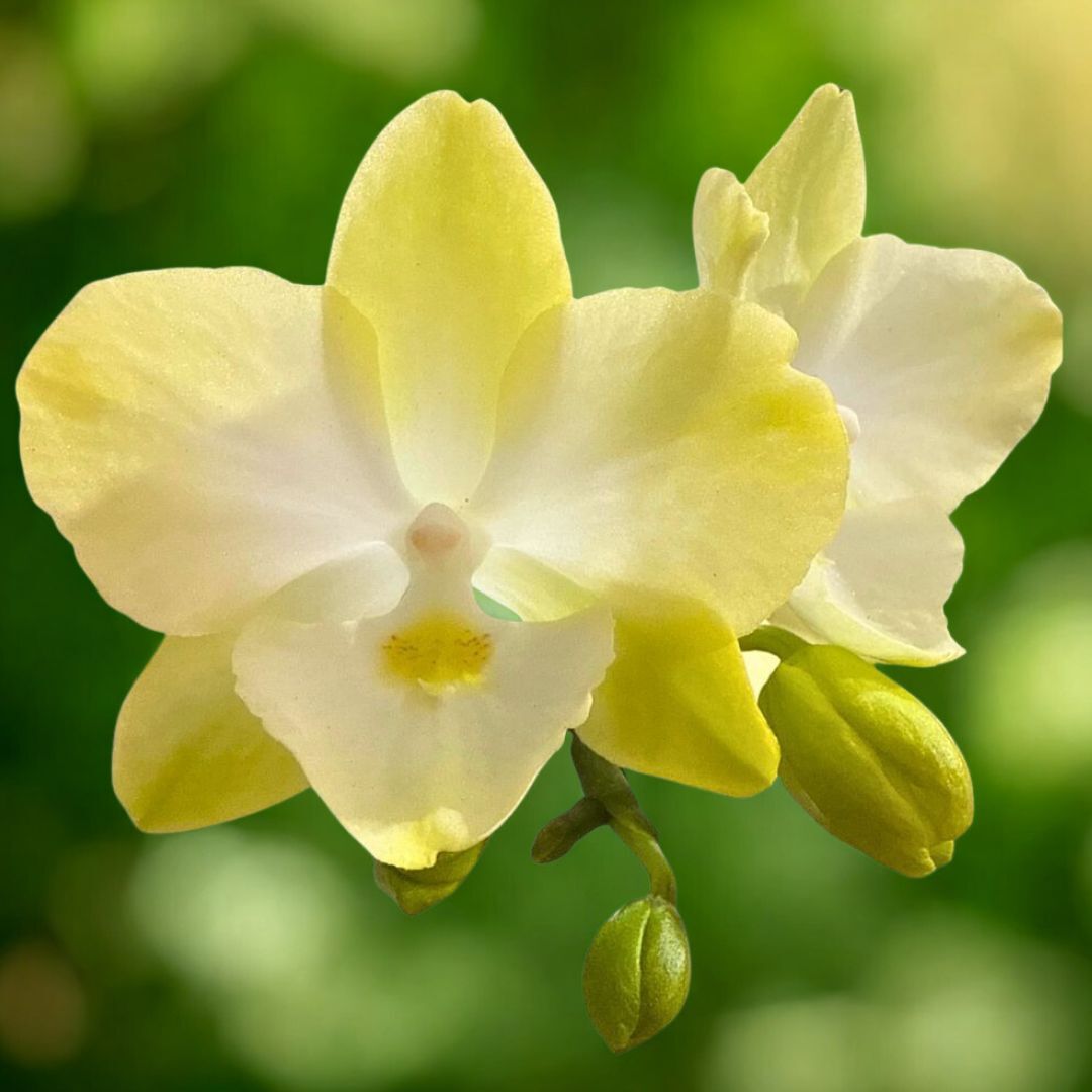 Phalaenopsis Allura 'Diamond Star'