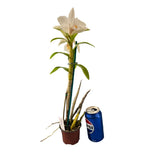 Dendrobium Judith Nakayama
