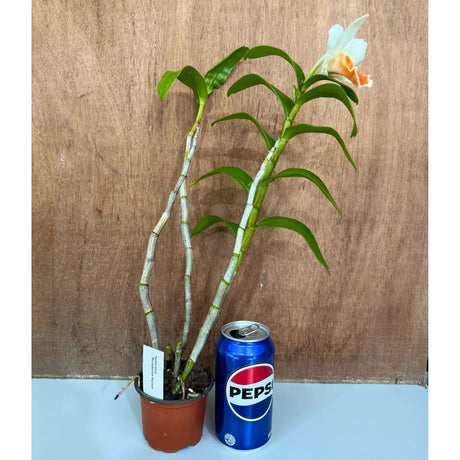 Dendobium Roongkamol Vejvarut