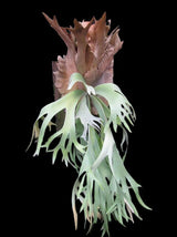 Platycerium willinckii 'Java'