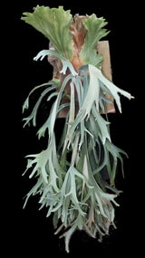 Platycerium willinckii cv Paul