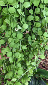 Dischidia geri