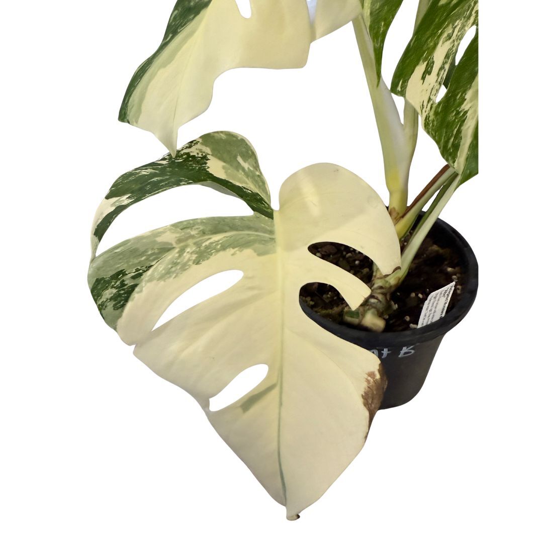Varigated Monstera deliciosa v. borsigiana 'Albo' Plant B plant