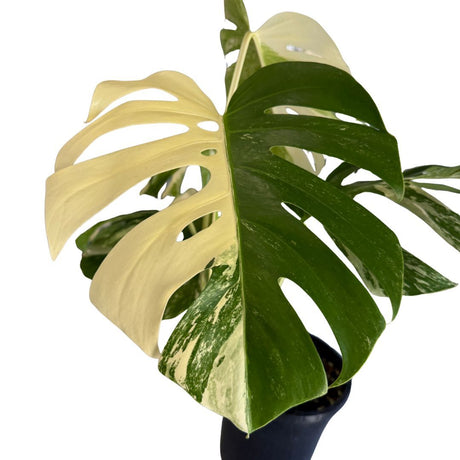 Varigated Monstera deliciosa v. borsigiana 'Albo' Plant A