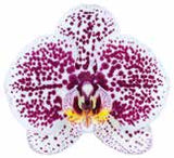 Phalaenopsis Tropic Ocelot