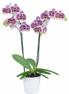 Phalaenopsis Tropic Ocelot