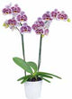 Phalaenopsis Tropic Ocelot