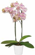 Phalaenopsis  Venetian Carnival