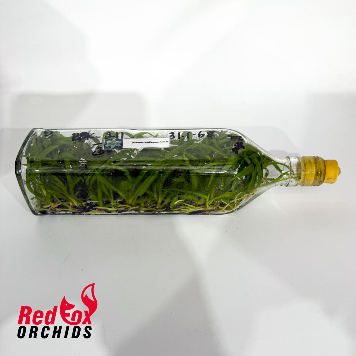 Dendrobium Erawan Green Flask