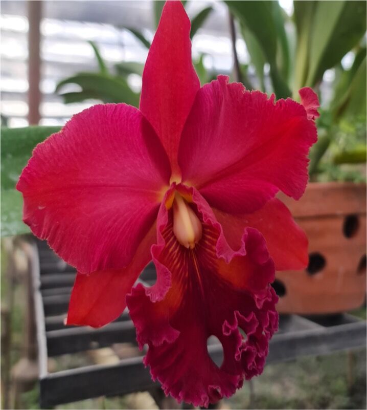 Rhyncholaeliocattleya Nakornchaisri Red Flask