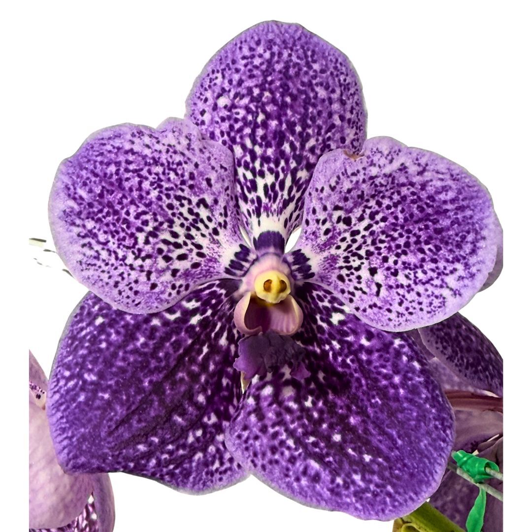 Vanda Robert's Delight 'Alexander'