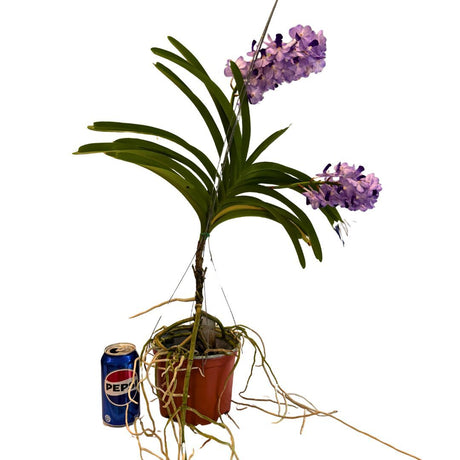 Vascostylis Janice Allison X Vascostylis thailand blue