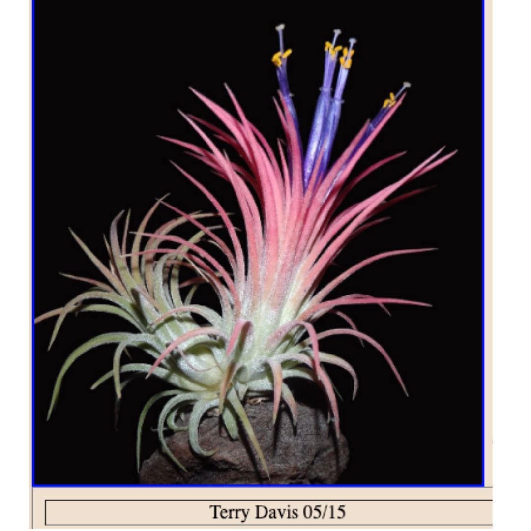 Tillandsia ionantha 'Maui'