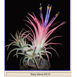 Tillandsia ionantha 'Maui'