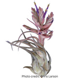Tillandsia seleriana