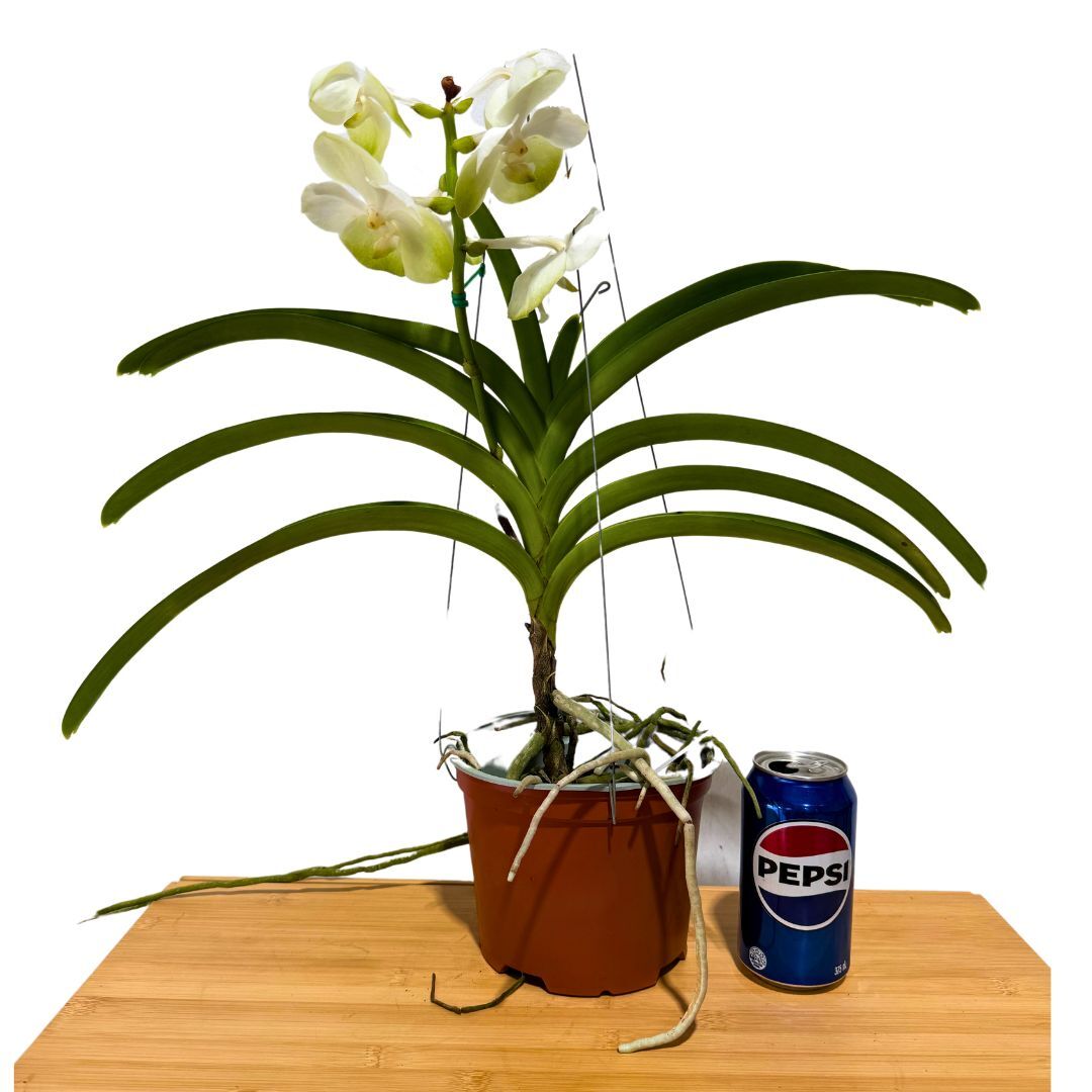Vanda Charles Goodfellow X Vanda Darres Golden Heritage