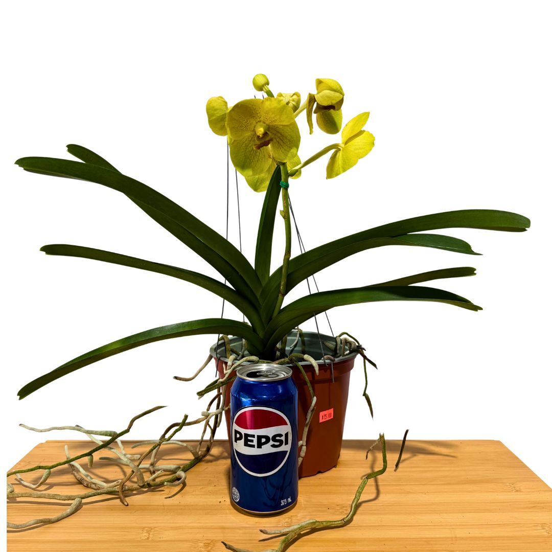 Vanda Pakchong Gold X Vanda Sanderiana Florida