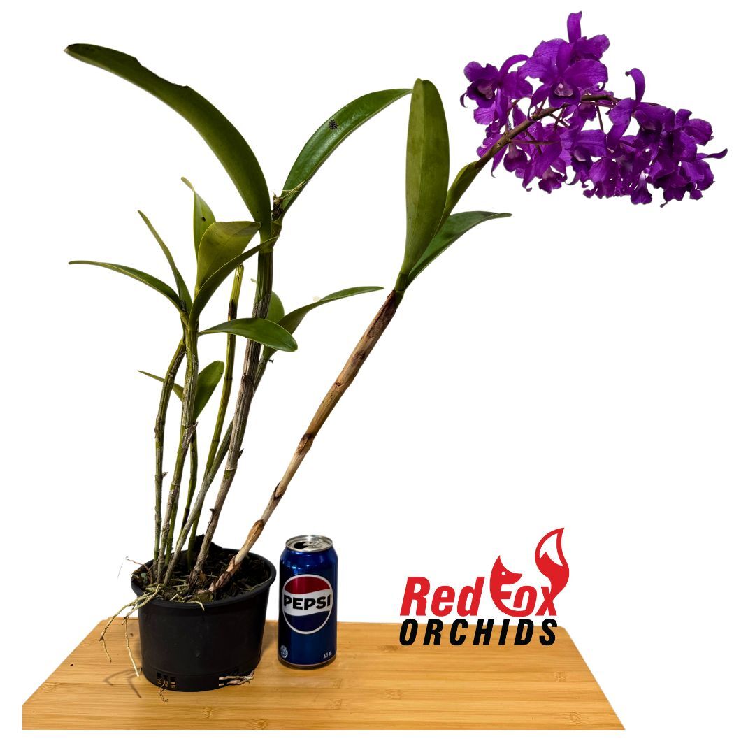 Cattleya bowringiana