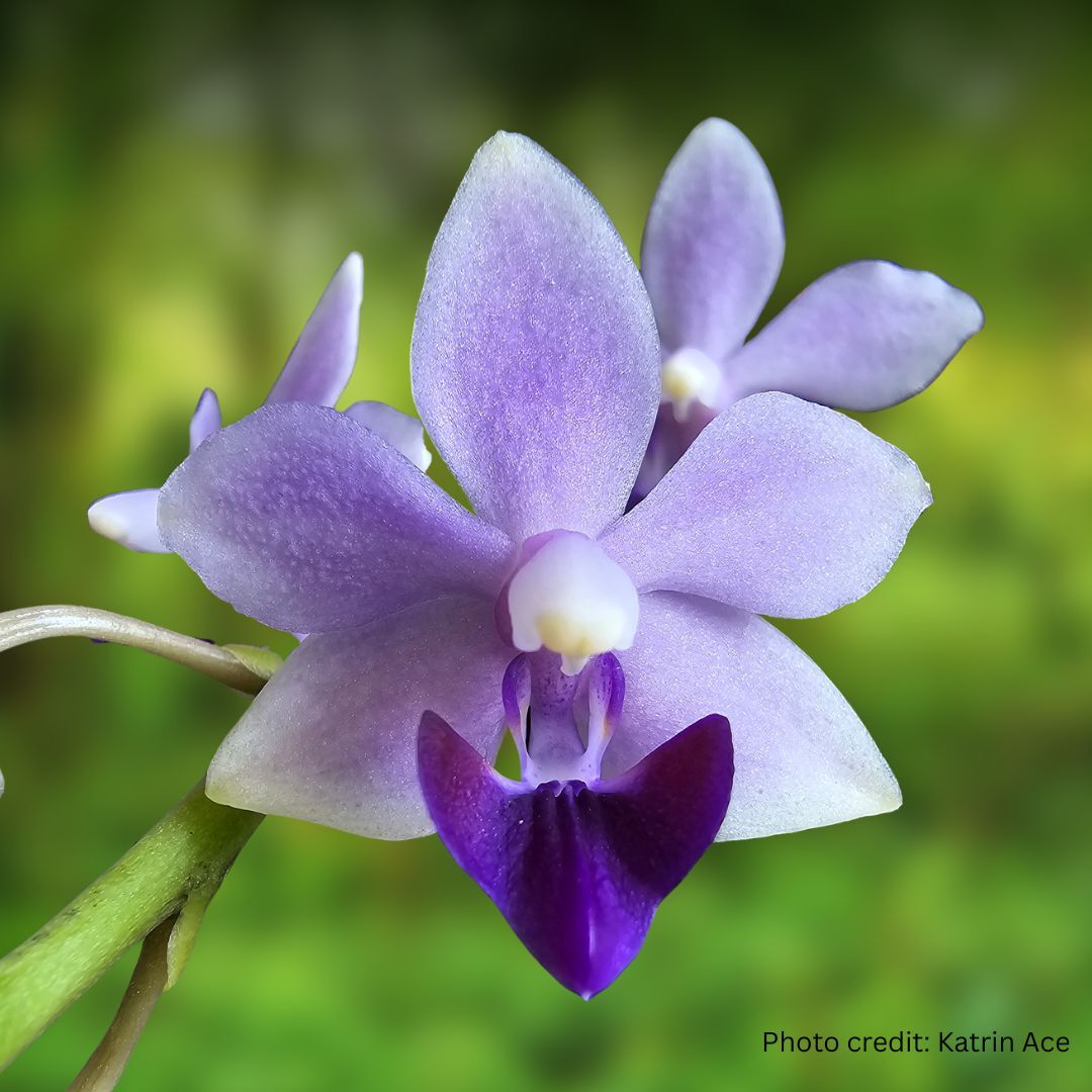 Phalaenopsis Tzu Chiang Sapphire