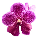 Vanda (pimpron X changrai) X Vanda Gordon Dillon