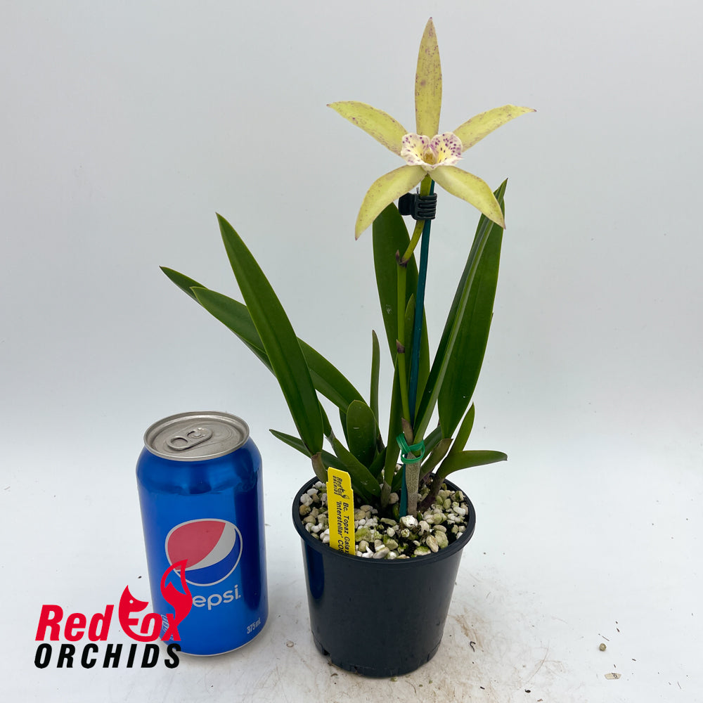 Brassocattleya Topaz Galaxy 'Interstellar'