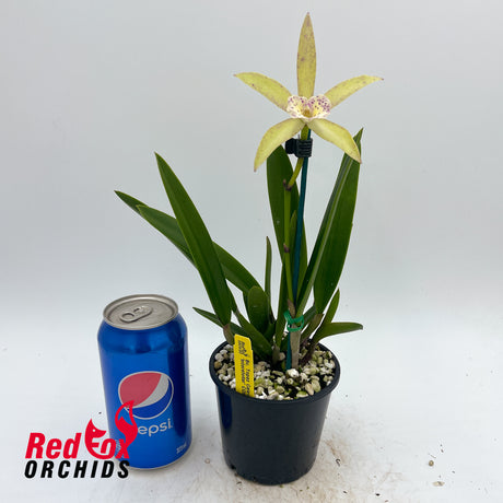Brassocattleya Topaz Galaxy 'Interstellar'
