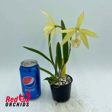 Brassocattleya Topaz Galaxy 'Interstellar'