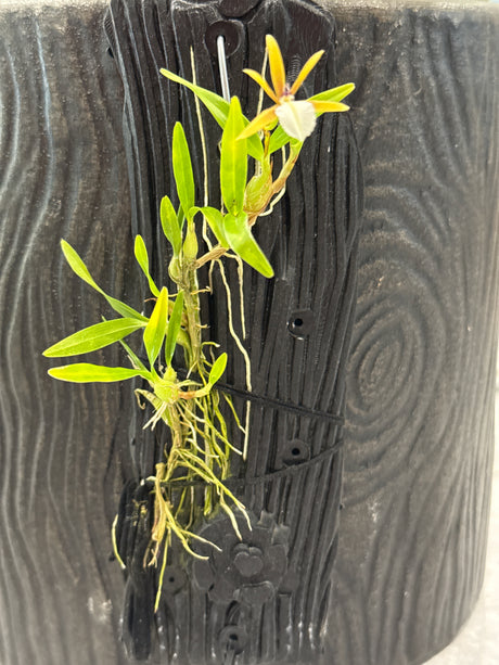 Dinema polybulbon
