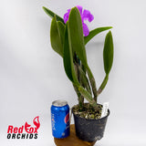 Brassolaeliocattleya Bryce Canyon X C. Narooma