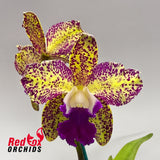 Sophrolaeliocattleya Ollies' Folly X C. Deception Drop (4n) 'Copper & Spots'