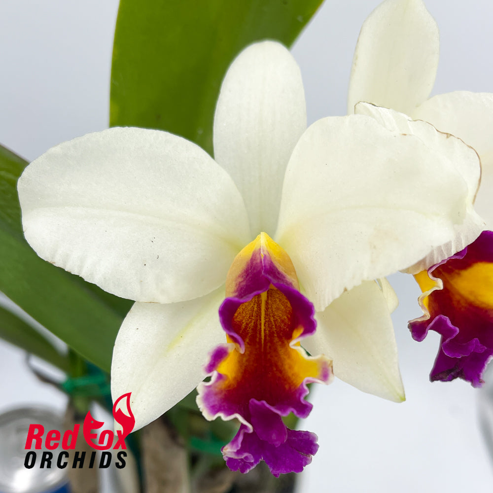 Laeliocattleya Magic Melody 'Superb' x Slc. Dal's Buddy 'Yellow'