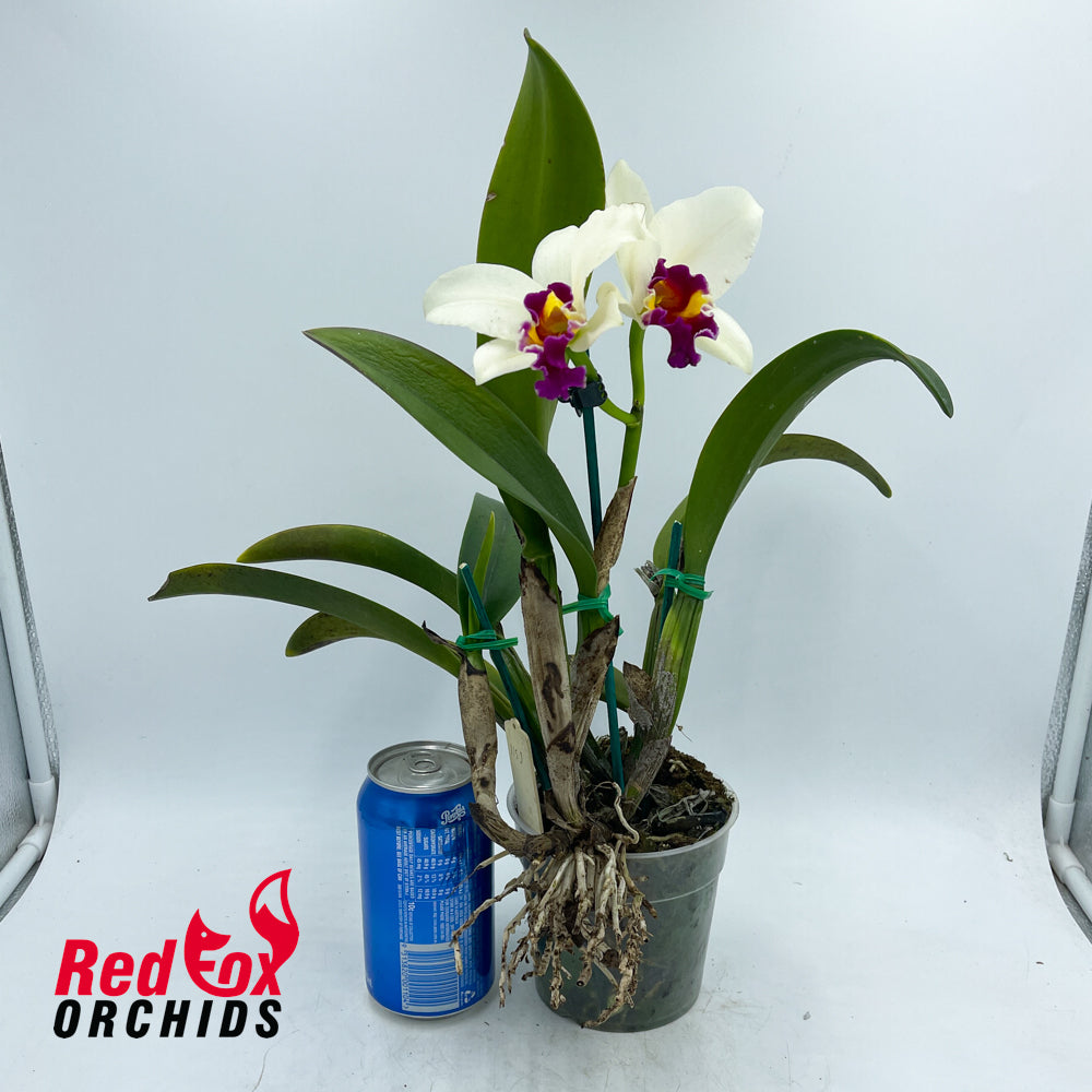 Laeliocattleya Magic Melody 'Superb' x Slc. Dal's Buddy 'Yellow'