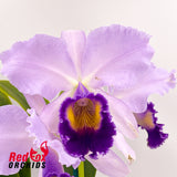Laeliocattleya Dinard 'Blue Heaven'