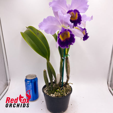 Laeliocattleya Dinard 'Blue Heaven'