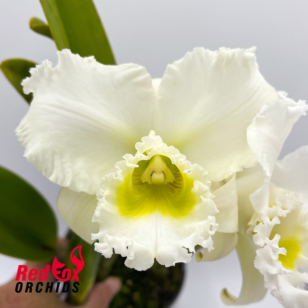 Brassolaeliocattleya Burdekin Snowdrift