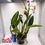 Brassolaeliocattleya Topaz Music 'White Feathers Purple Lip' x (Lc. Mildred Rives x Blc. Burdekin Bells) 'Ice Baby'