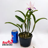 Brassolaeliocattleya Marg Putman X Slc. Jungle Gem
